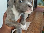 puppys sale