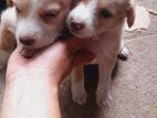 Pups For Kind Home