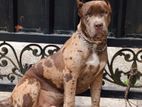 American Bully XL