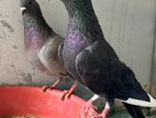 Pigeons