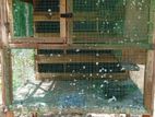 Pigeons Cage