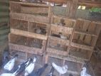 Pigeons with Cage