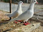 Pura Pair