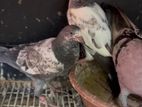 Timing Pigeon