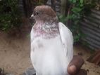 Pigeon