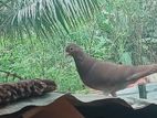 Pigeons