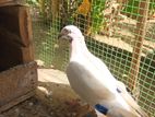 Pigeon