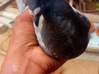 Pigeons