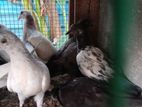 Pigeon