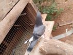 Pigeons