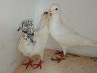 Pigeons