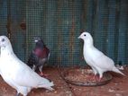 Racer Pigeon