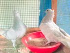 Pigeons