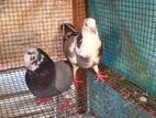 Pigeon