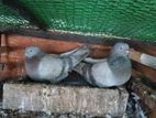 Pigeons