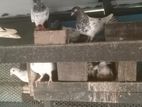 Pigeons