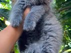 Purcian Cat and Kitten