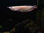 Pure Albino Arowana