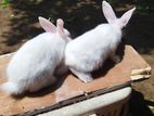 Albino Rabbits