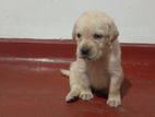 Pure American Labrador Puppies