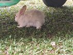 Pure Angora