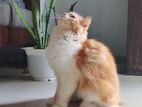 Persian Cat