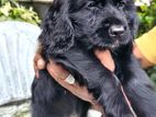 Pure Black Cocker Spaniel Puppy