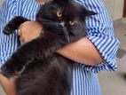 Pure Black Persian Cat