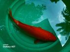 Koi Fish