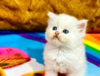 Pure Blue Eyes Persian