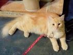 Pure Breed Persian Ginger Cat