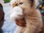 Himalayan Kitten