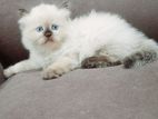 Pure Breed Persian Cats