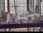 Ginger Kittens