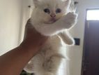 Pure Bread Persian Kittens