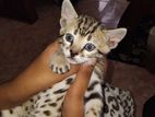 Pure Breed Bengal Kittens