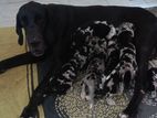 Pure Bred Great Dane Puppies