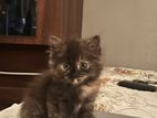 Persian Kitten