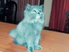 Pure Breed Persian Kitten