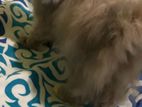 Persian Kitten