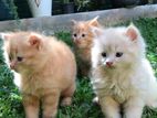 Persian Kittens