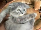 Pure Bred Persian Kittens
