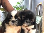 Shih Tzu Puppy