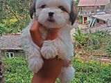 Shih Tzu Puppies