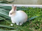 Pure Breed Angora Rabbit