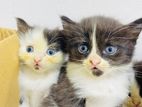 Persian Kittens