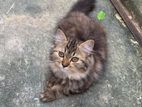 pure breed big born Persian teddy face