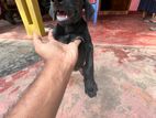 pure breed black female Doberman puppy