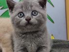 British Short Hair Kitten
