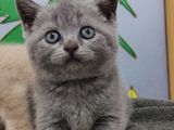 British Short Hair Kitten